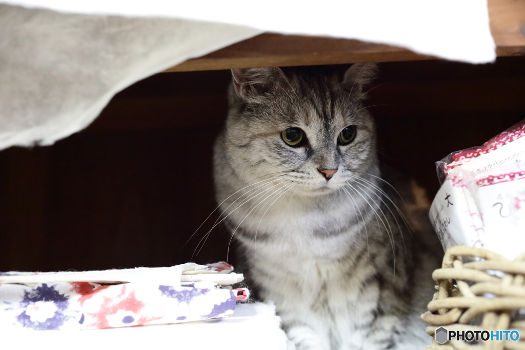 今日は触られたくないの