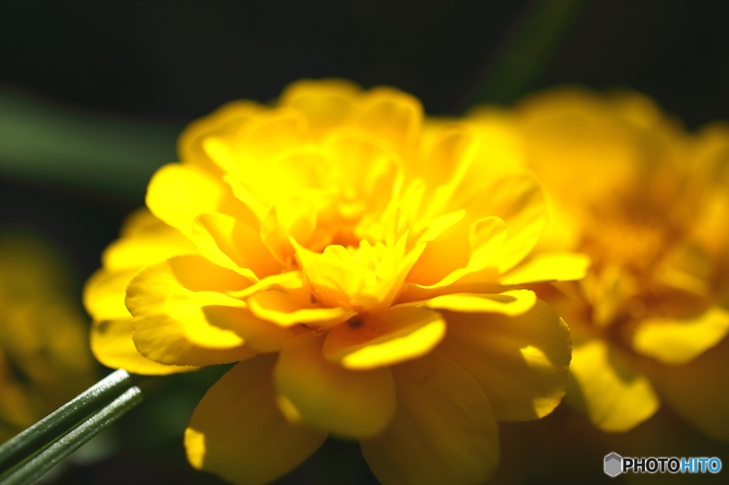 マリーゴールドかな？