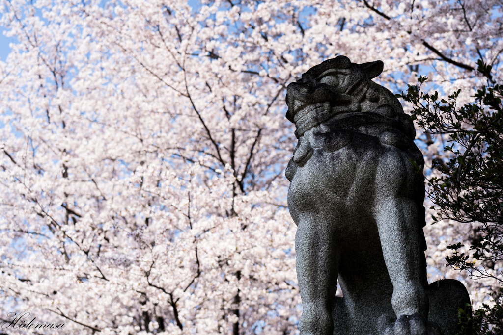 華蔵寺公園　桜　その2