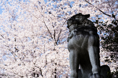華蔵寺公園　桜　その2