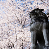 華蔵寺公園　桜　その2