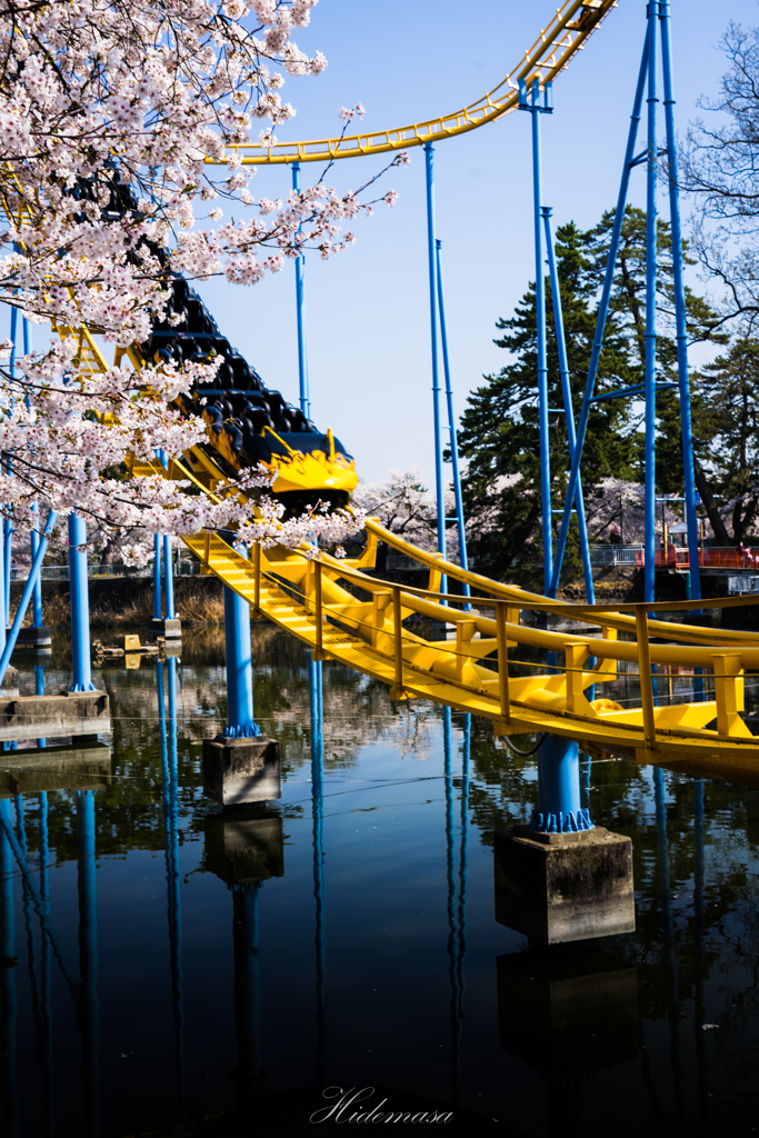 華蔵寺公園　桜　その5
