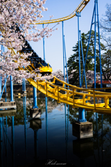華蔵寺公園　桜　その5
