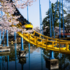 華蔵寺公園　桜　その5