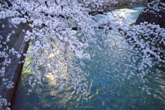 前橋公園　夜桜　その1