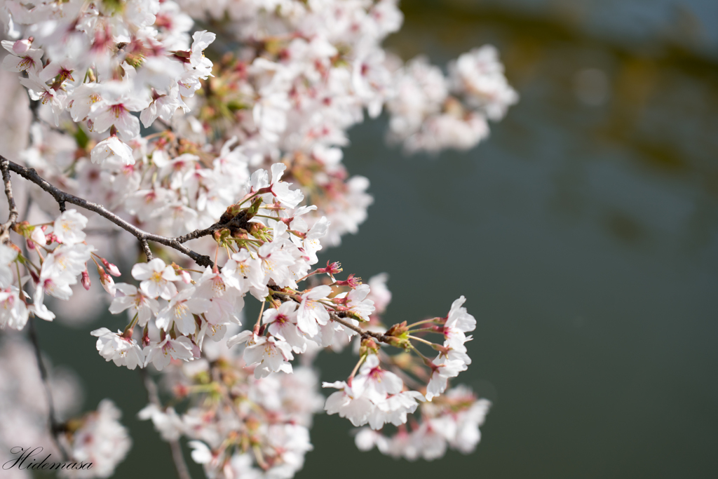 華蔵寺公園　桜　その4