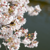 華蔵寺公園　桜　その4