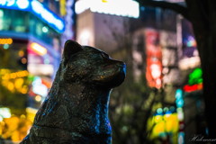 渋犬