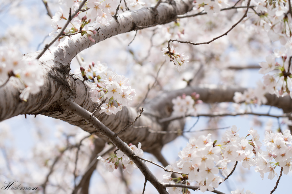 近所の公園　桜　その4