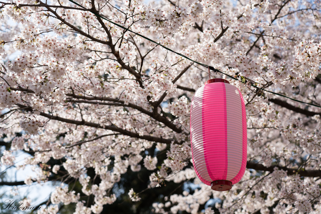 華蔵寺公園　桜　その1