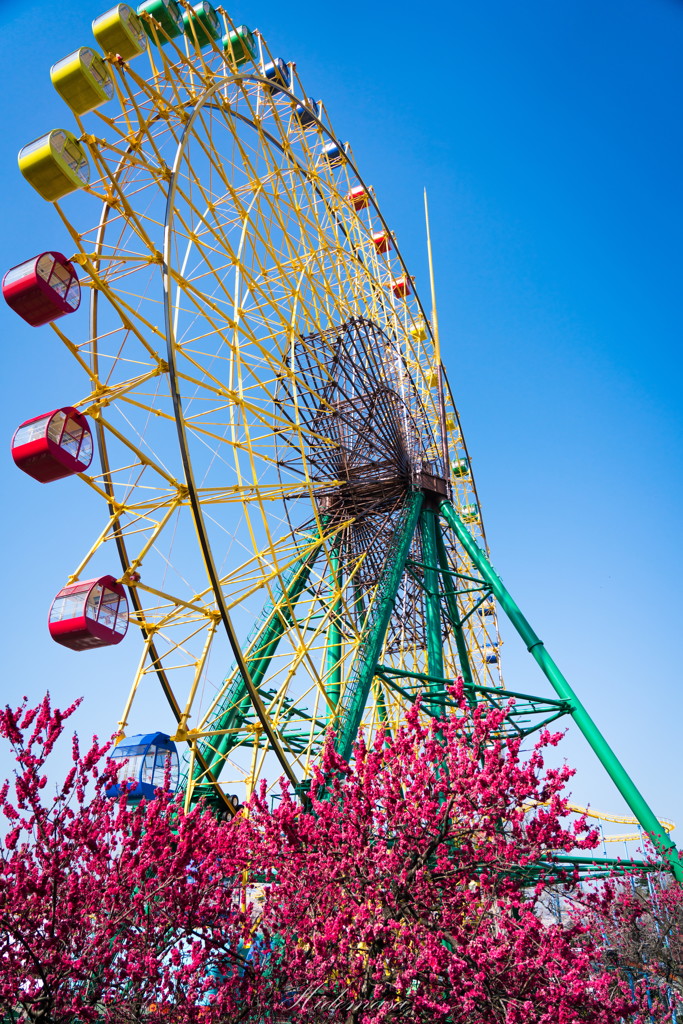 華蔵寺公園　桜　その6
