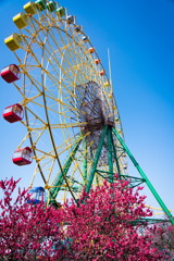 華蔵寺公園　桜　その6