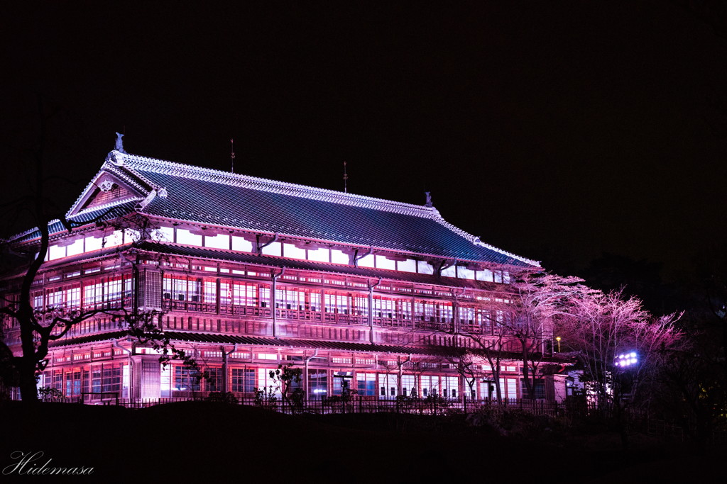 前橋公園　夜桜　その4