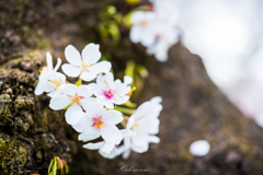 千本桜　その４