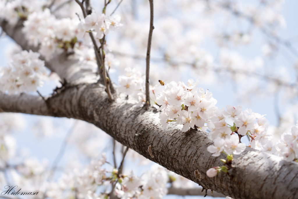 近所の公園　桜　その2
