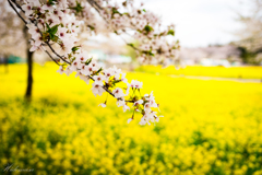 千本桜　その５