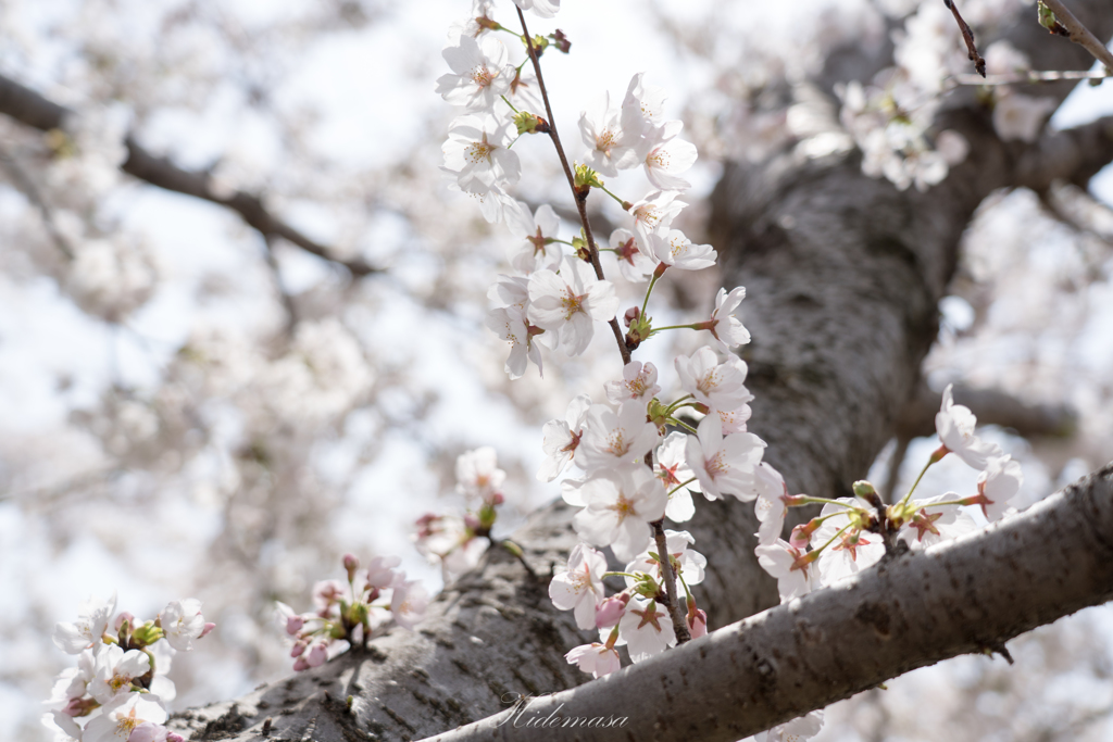 近所の公園　桜　その1
