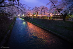 前橋公園　夜桜　その3