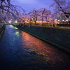 前橋公園　夜桜　その3