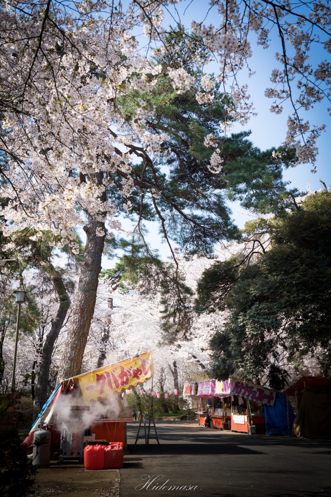 華蔵寺公園 桜 その7 By Neginem Id 写真共有サイト Photohito