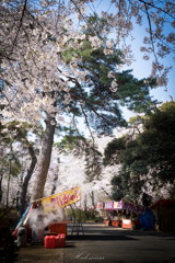 華蔵寺公園　桜　その7