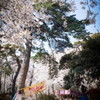 華蔵寺公園　桜　その7