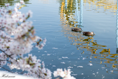 華蔵寺公園　桜　その3