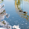 華蔵寺公園　桜　その3