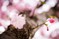 千本桜　その６