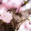 千本桜　その６