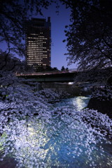 前橋公園　夜桜　その2