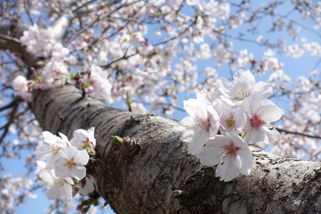 桜を見上げる