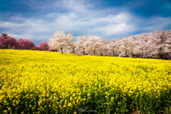 千本桜　その７