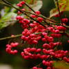 紅い花