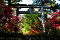 赤城神社参道松並木とヤマツツジ ①