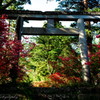 赤城神社参道松並木とヤマツツジ ①