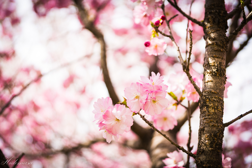 千本桜　その１