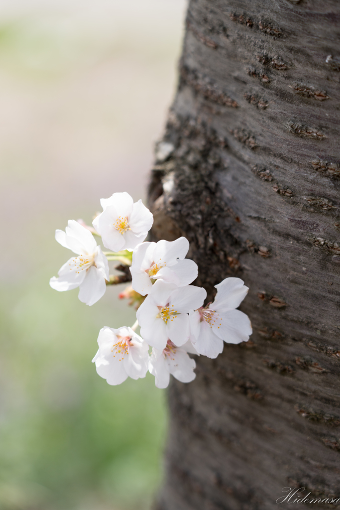 近所の公園　桜　その5