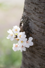 近所の公園　桜　その5