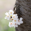 近所の公園　桜　その5