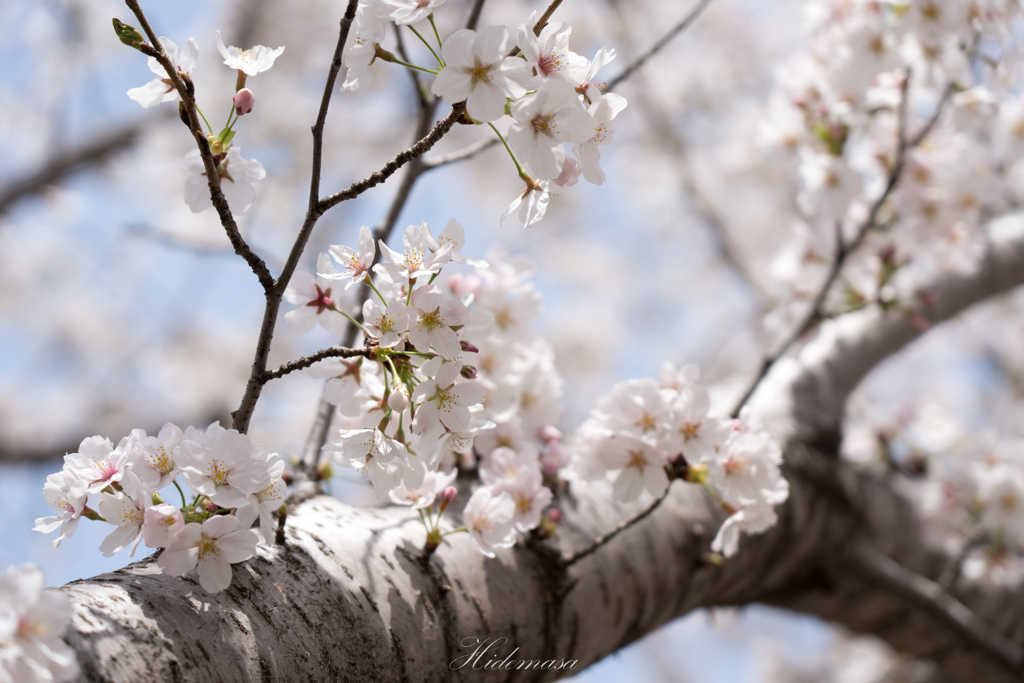 近所の公園　桜　その3