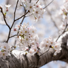 近所の公園　桜　その3