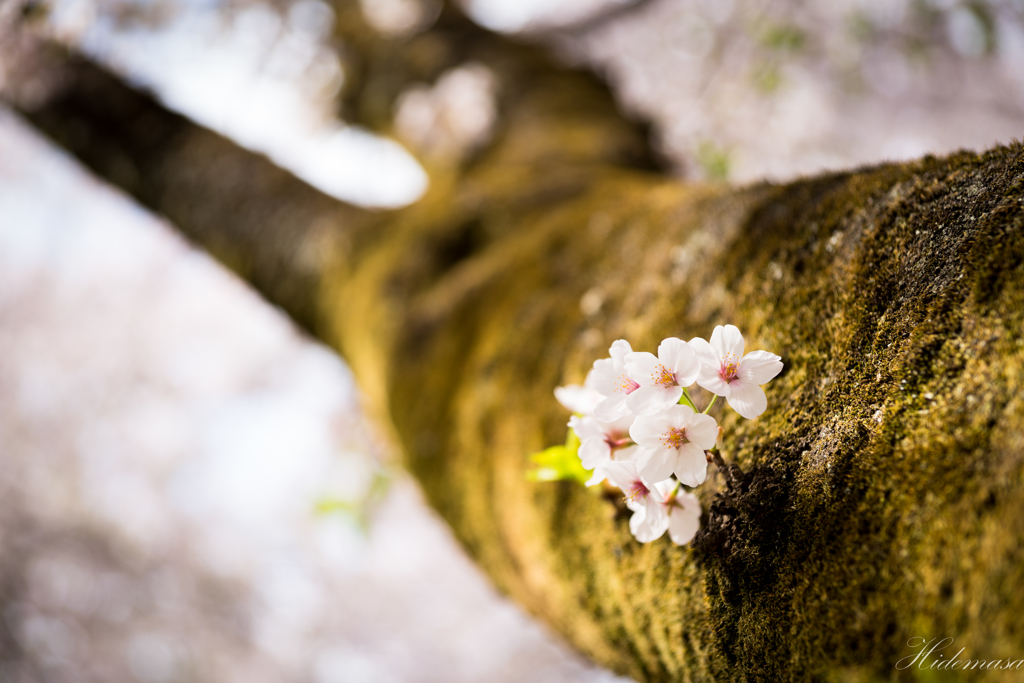 千本桜　その２