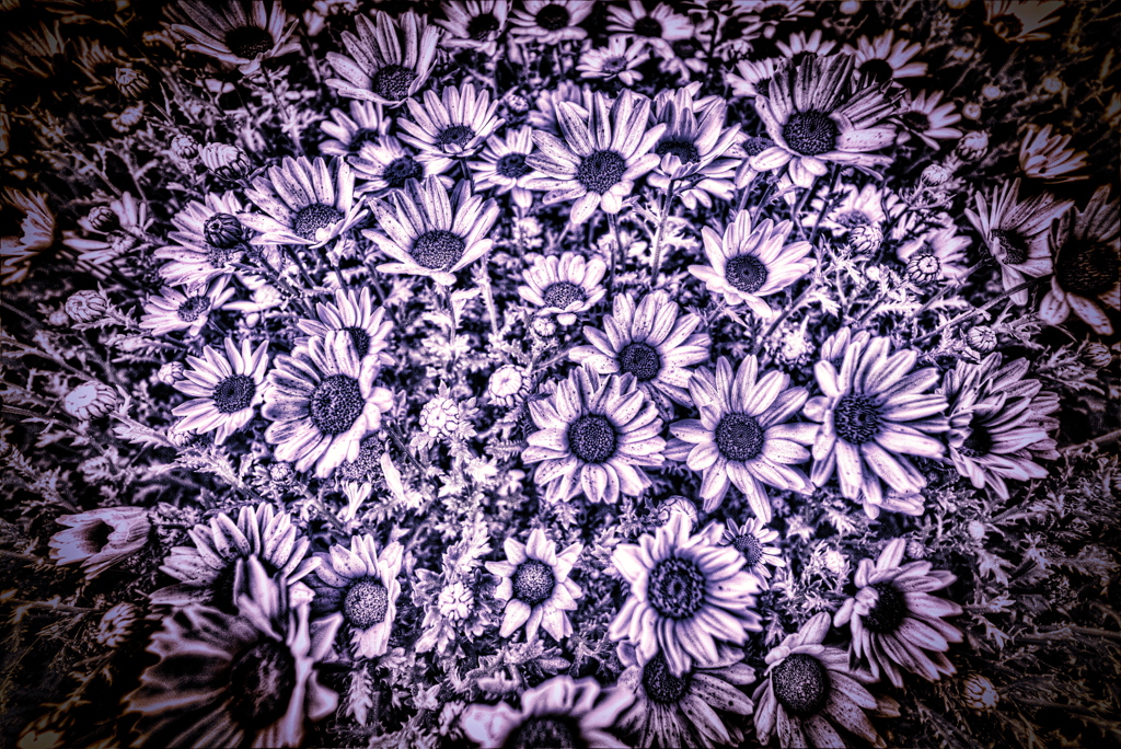 Marguerite