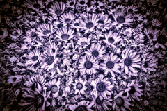 Marguerite