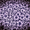 Marguerite