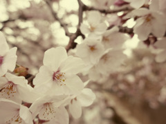 今日の桜　③