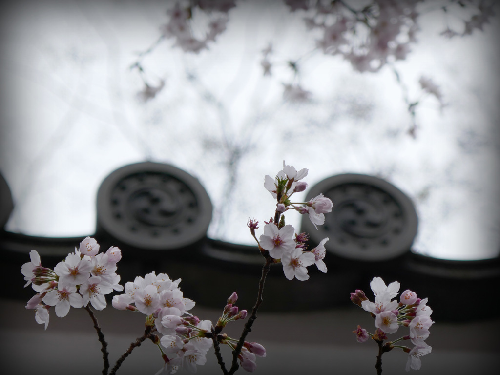 北の丸公園へ　①