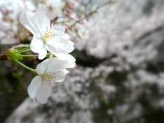 今日の桜　④