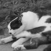 舐め猫